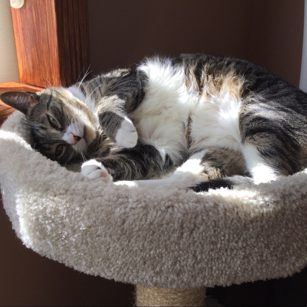 💔🐾🐾🐾💔RIP Clara💔🐾🐾🐾💔 - Picture 4 of 11